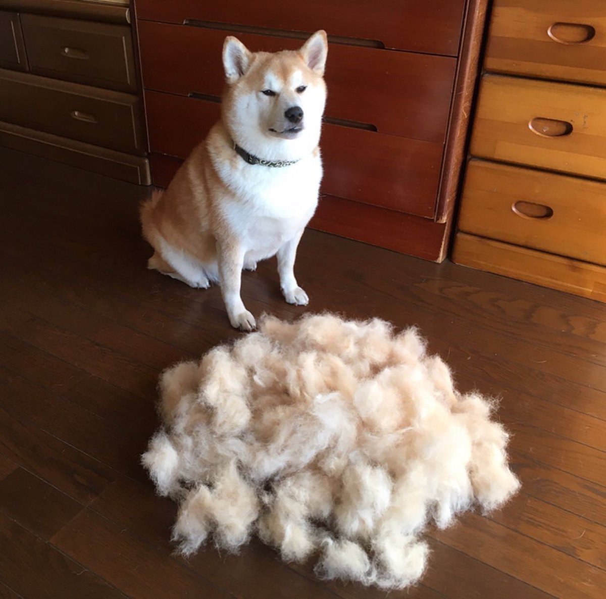 FunnyAmaze's tweet photo. LOOK AT HIM https://t.co/YKZ2OSx3Ep