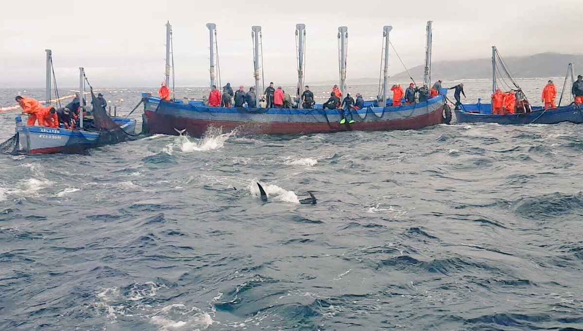 antonioj_campos's tweet photo. Misión cumplida. 160 atunes en la levantá de hoy en #Zahara. El trabajo de los almadraberos, espectacular @adirecto https://t.co/Wci0fI9X1u