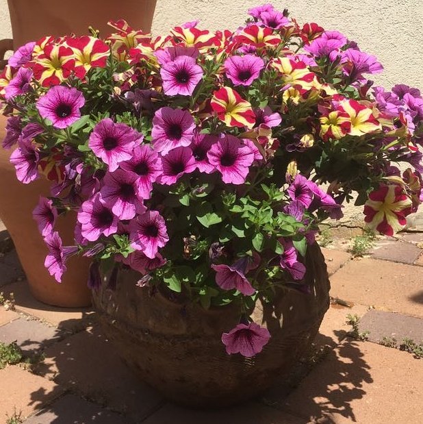 handpruning's tweet photo. The flowering pot competition
👇👇👇join😀
https://t.co/S9nQ0JFUJn https://t.co/5ng0B5JbVG