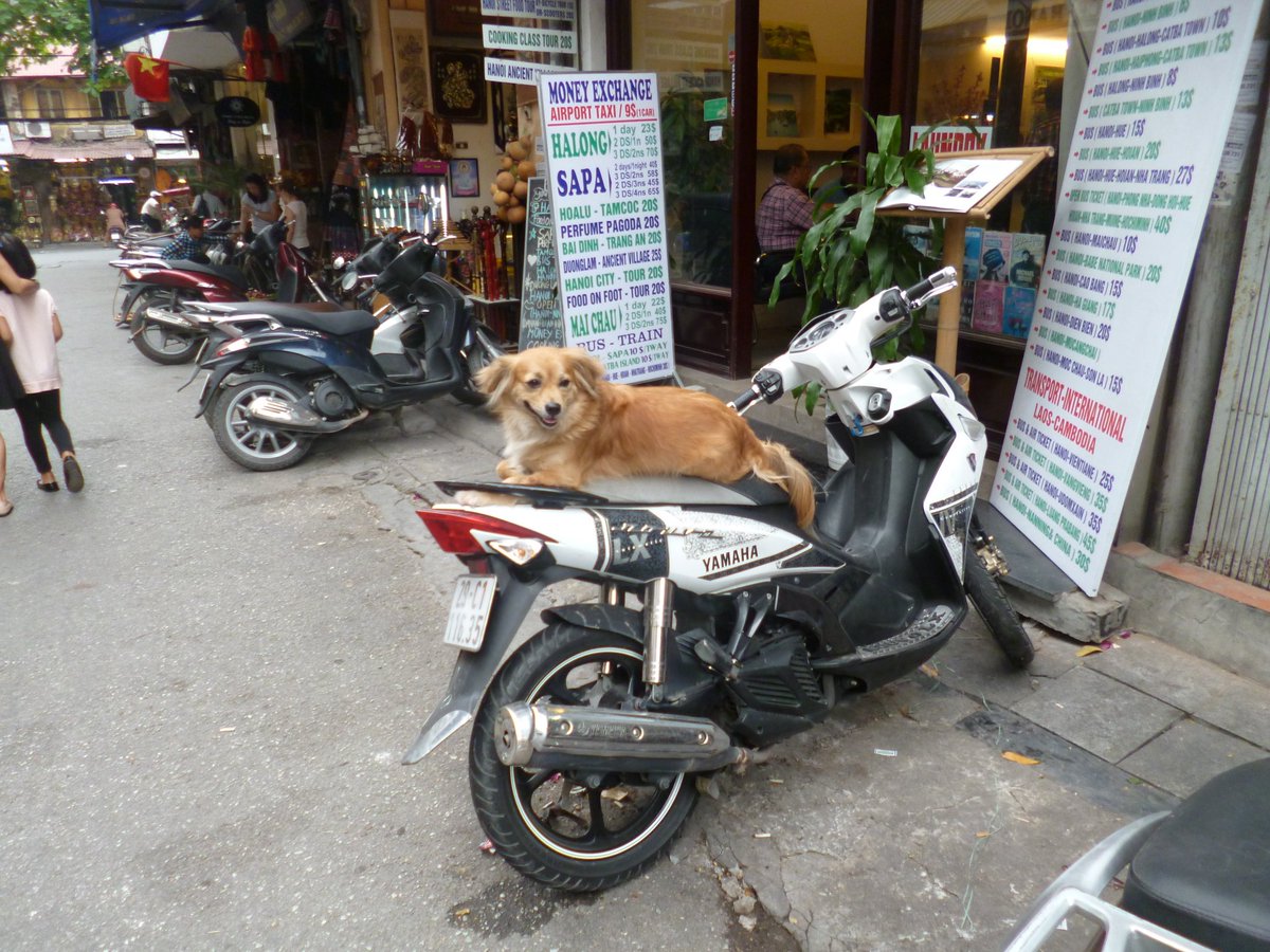 GeorginaDoes's tweet photo. These two live across from the hostel that we stayed at in Hanoi. I went over to say hi to them every time I left 😍🐕🐩😂 #travelblogger https://t.co/RSyNazUegL
