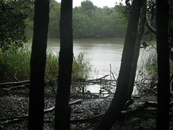 RobPachyderm's tweet photo. Getting lost in the St Lucia wilderness (article) #stlucia #nature #wilderness #southafrica #KZN #lost #adventure 
https://t.co/NygjHsINv7 https://t.co/o04wKTolrs