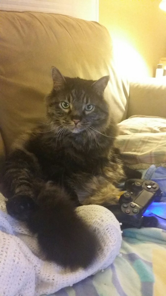 The Game Over Girls Thegameovergrls Twitter