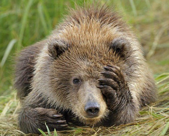 MiriBen2's tweet photo. @KaalGroup @28e5428febd7466 @rotrujo @nkDarkDrgmailc1 Prayers &amp; blessings Sis..  #StandingBears https://t.co/xmWt5iFAKj