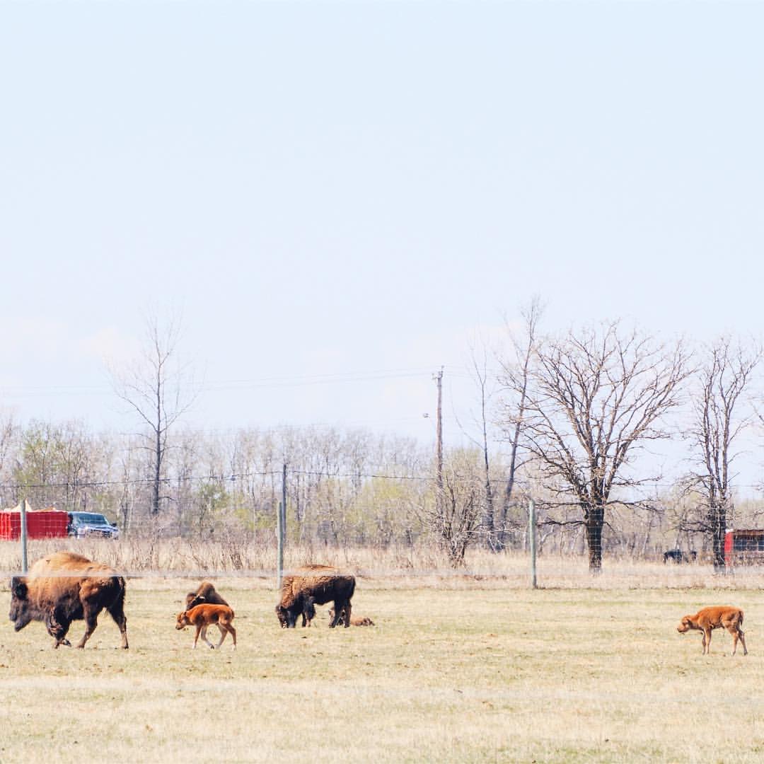 TravelManitoba's tweet photo. Bison babies at @FortWhyteAlive! Go see them on a bison safari: https://t.co/7cyETNfjOa #exploremb #onlyinthepeg https://t.co/rwI4ujnqG8