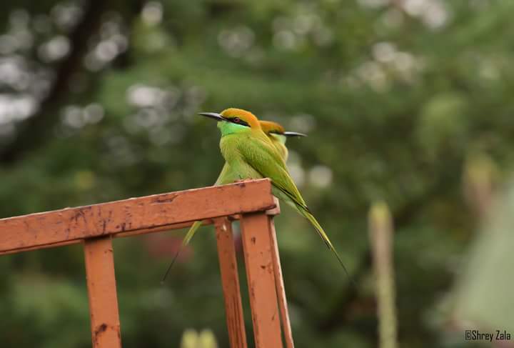 ShreyZala's tweet photo. Green Bee-eater 
At G.M.E.R.S Medical College Dharpur Patan 
#Greenbeeeater #green #yellow #birdphotography #wildlifephotography #nikond5200 https://t.co/SmDIUXW2Ll