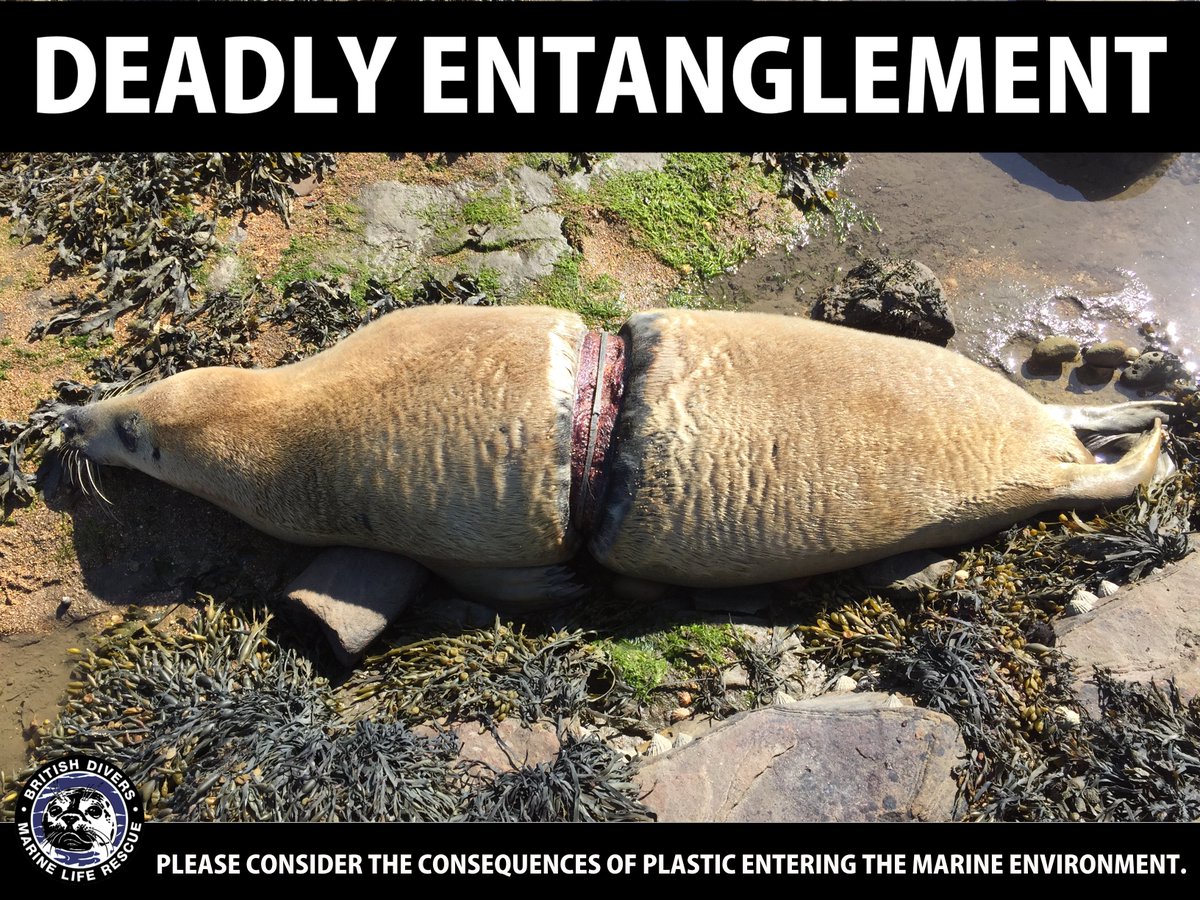 A tragic ending for this young grey seal today in Northumberland, he must have been suffering for quite some time #PlasticKills #ReduceWaste