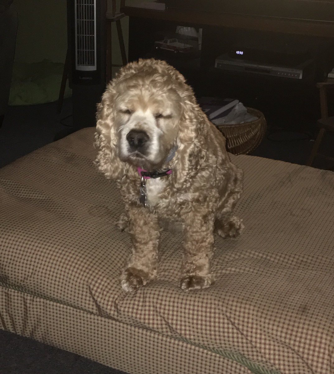 LibbsLife's tweet image. Come on dad it's nap time. Put da camera down!