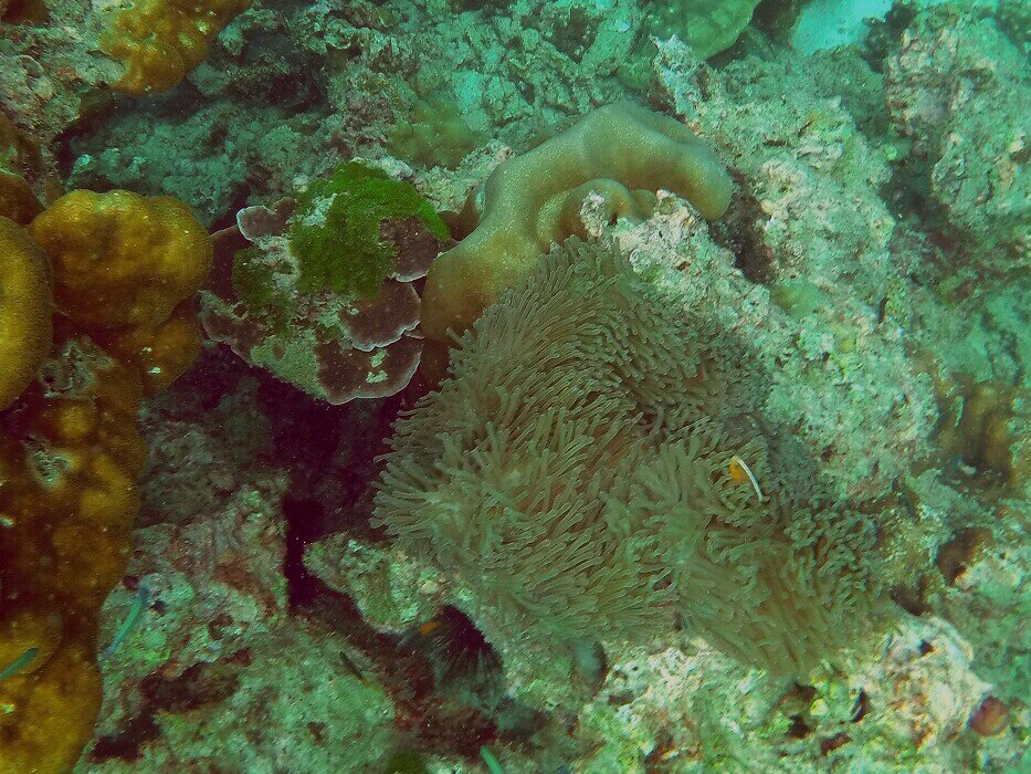 Bugtan's tweet photo. My world. #RachayaiIsland #Bugtan #diving #Phuket https://t.co/Wrux1kYkUS
