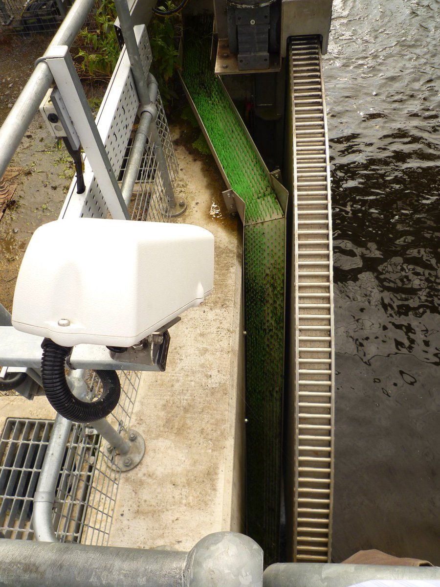 waterlevels's tweet image. Counting eels &amp;amp; elvers at Geylake Sluice #SomersetLevels #monitoring #wetlands @lovethelevels @eelgroup