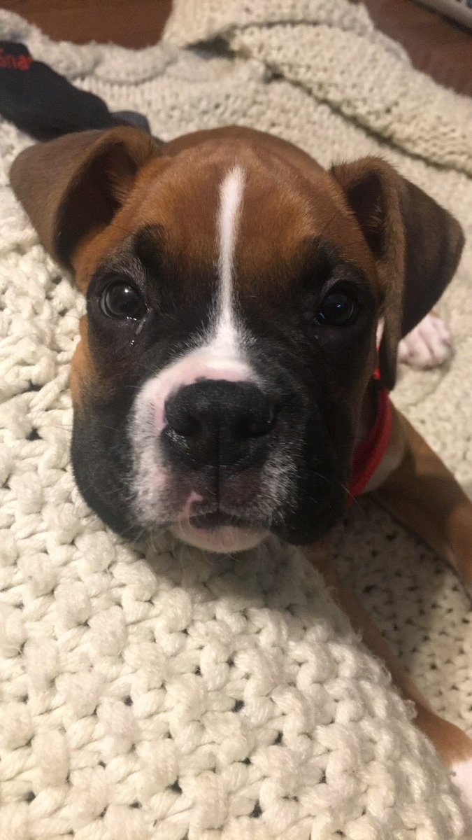 ashleeyxoo's tweet photo. MY PUPPYYYYYY https://t.co/TbW3p5qX6Q
