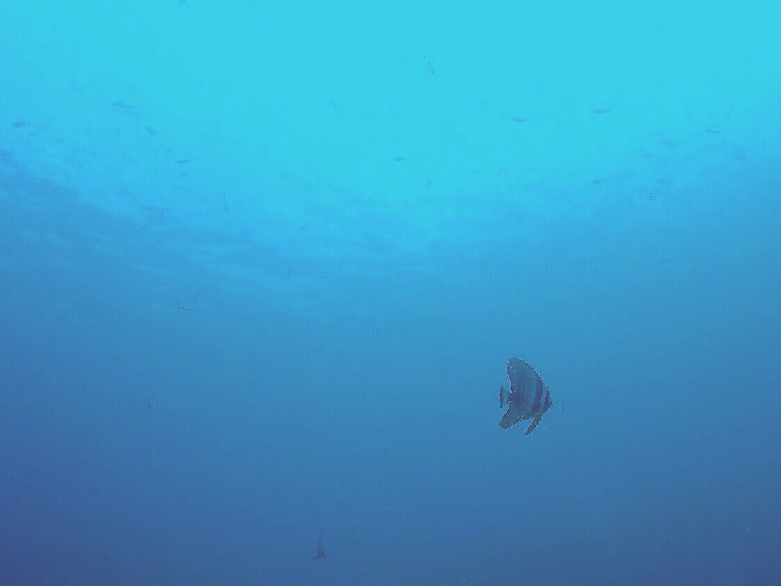 Bugtan's tweet photo. My world. #RachayaiIsland #Bugtan #diving #Phuket https://t.co/rzKZdJOMJR