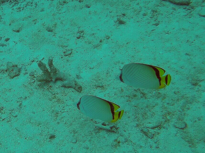 Bugtan's tweet photo. My world. #RachayaiIsland #Bugtan #diving #Phuket https://t.co/rzKZdJOMJR