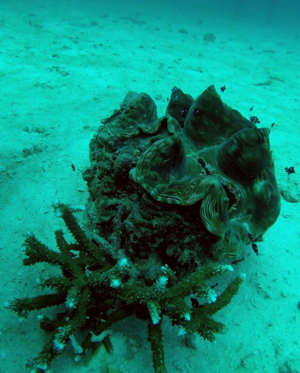 Bugtan's tweet photo. My world. #RachayaiIsland #Bugtan #diving #Phuket https://t.co/C2fw9qLyer