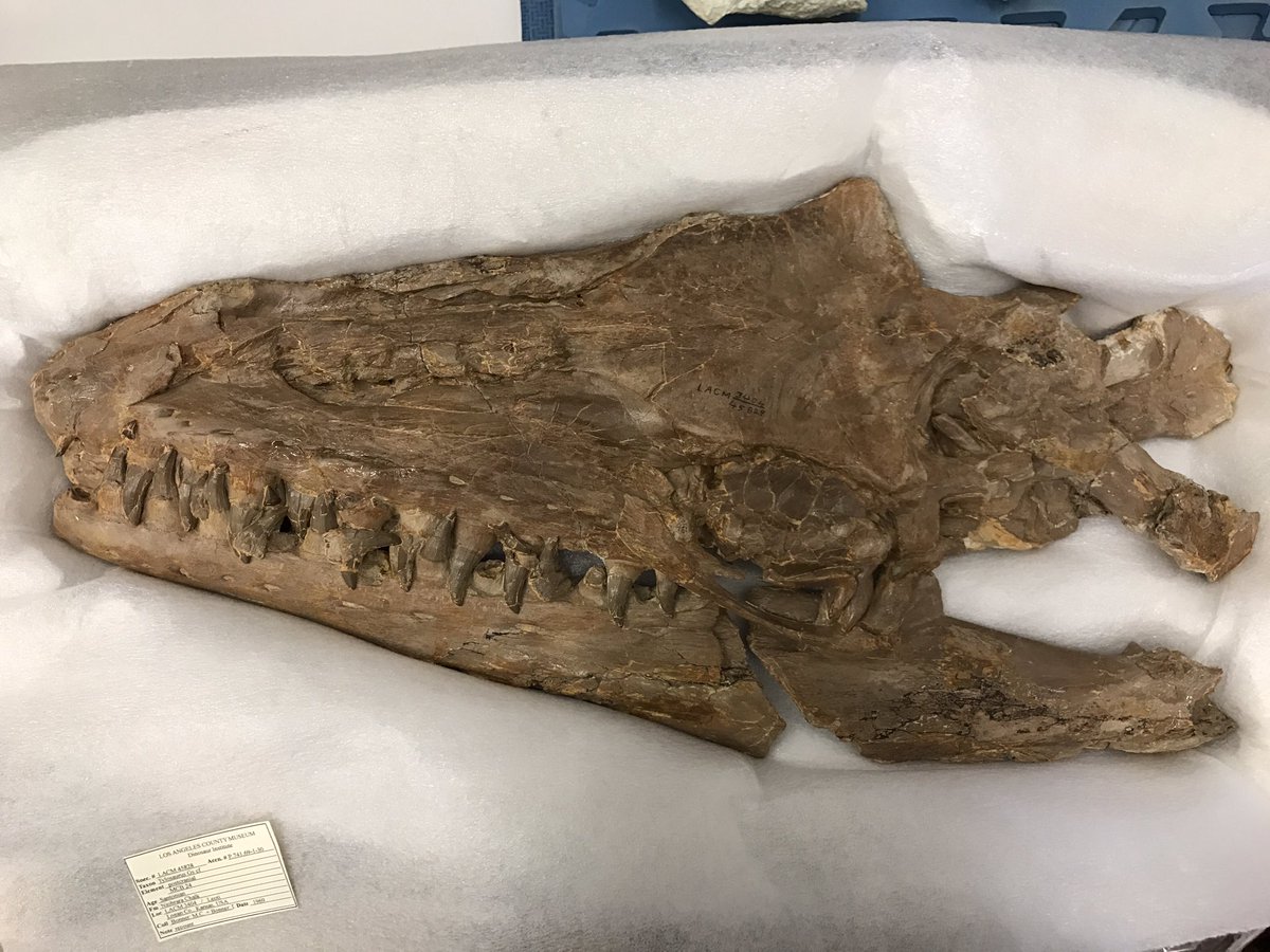 aeroevo's tweet photo. For #FossilFriday, here is a skull of Tylosaurus, a large mosasaur from the Western Interior Seaway. This splendid specimen is @NHMLA https://t.co/r8lBDC3pv5