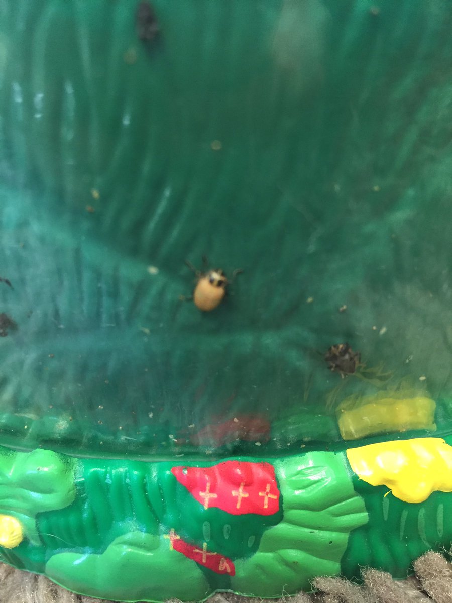 SchellerKinders's tweet image. #firstgrade has ladybugs!!!!! We actually got to watch one emerge from its pupa! That's a first for me! #ScienceIsCool #GodsCreation #ilssc