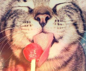 cute_nyanko's tweet photo. 良い顔
#猫好き #にゃんこ #猫 https://t.co/5pzQSHXQZq