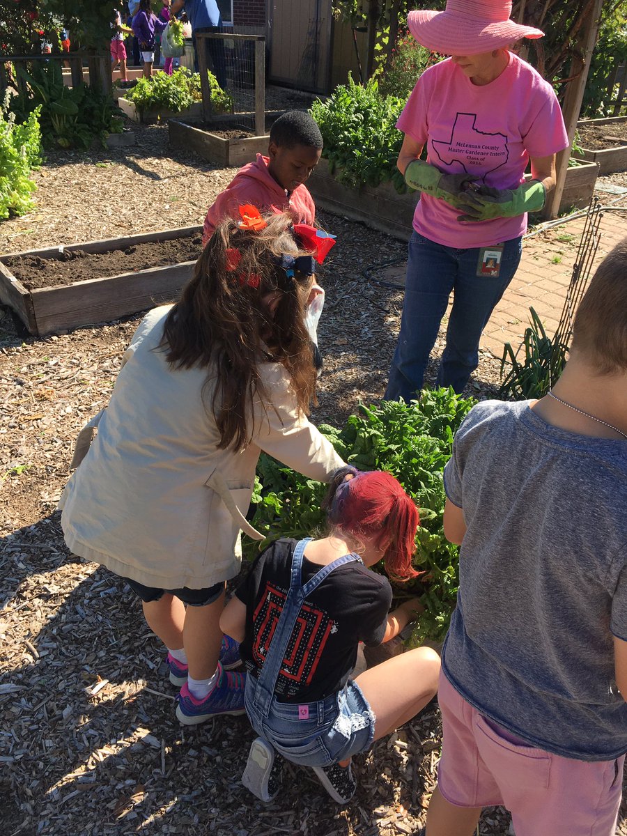 EcholsFirsties's tweet photo. Harvest Day! @WoodwayElem #plantingwithmastergardeners #firstgrade https://t.co/c2pkExX7ZP