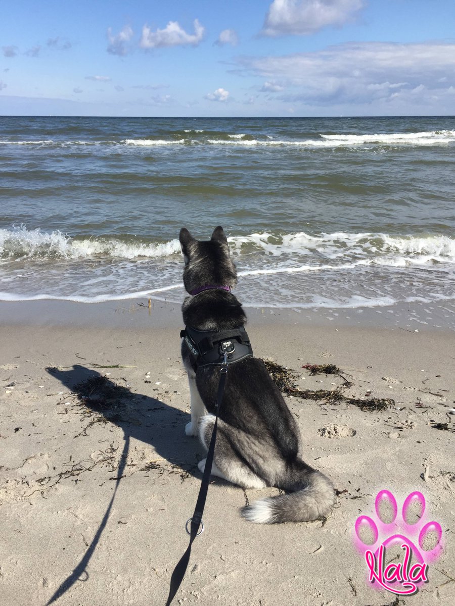 MiahSternchen's tweet photo. mein schatz <3 #husky #siberianhusky  #HuskyNation https://t.co/6RZvAeS2Fl