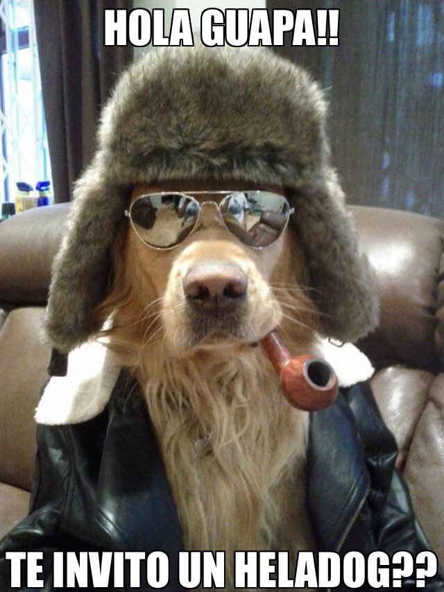 #heladog #PerroGalan #ligueSeguro #irresistible