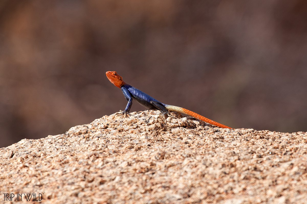 tripinwild's tweet image. Un article se prépare sur le blog.... 😇 Tenez vous prêts à voyager en #namibie 💛 
#blogvoyage #spitzkoppe @NamibiaHorizons