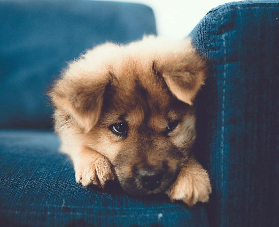 photojobsonline's tweet image. Retweet if you love puppies 🐶📷 #photography #photooftheday