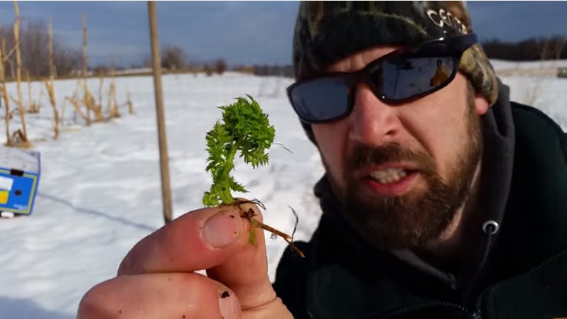 LifeatheDeadEnd's tweet image. #Gardening in the dead of winter is possible. goo.gl/f3mJer #survivalist #offthegrid