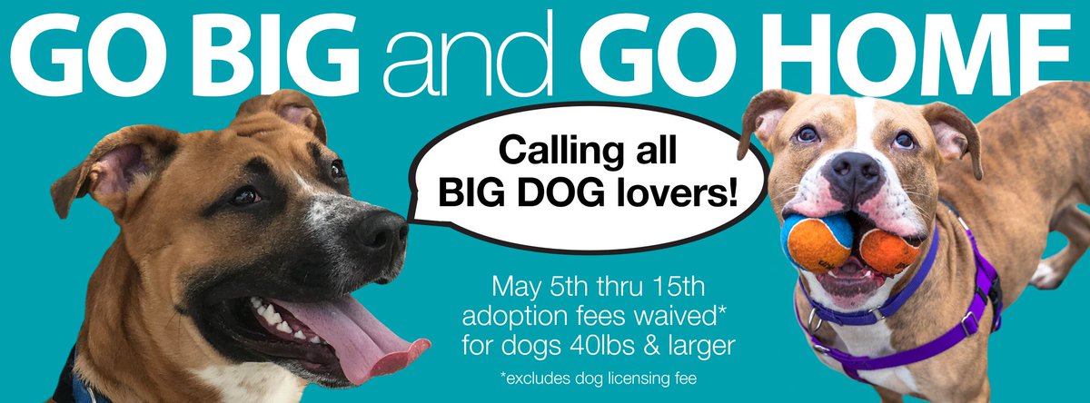 NYCACC's tweet image. Announcing our 'Go Big AND Go Home' adoption promotion! Adoption Fee Waived 4 Large Dogs! nycacc.org/AdoptionSearch…