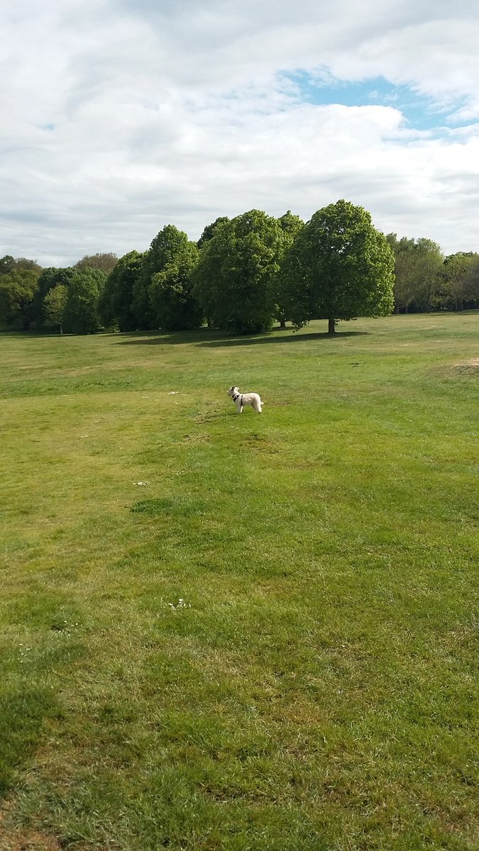 jsaundersjay's tweet image. Had a lovely afternoon in the garden with ozzy to