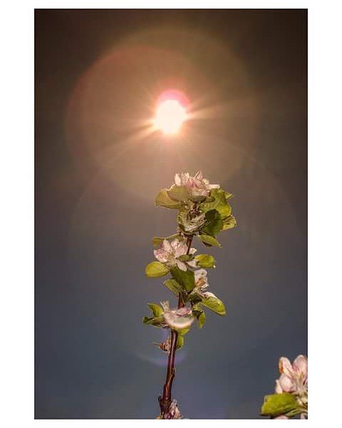 Patrick89571155's tweet photo. Apple tree 🌲 flower
#appletree #flowers
#sun #sky #nature #natureporn #landscapephotography #lensflare #plantsof… https://t.co/DosUQhaphc https://t.co/Jf2atpvRZY