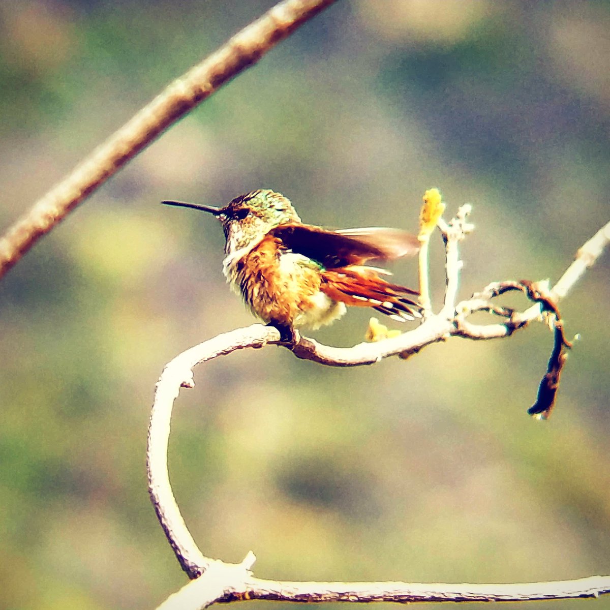 Charming #AllensHummingbird grooming itself this morning in the #AngelesNationalForest