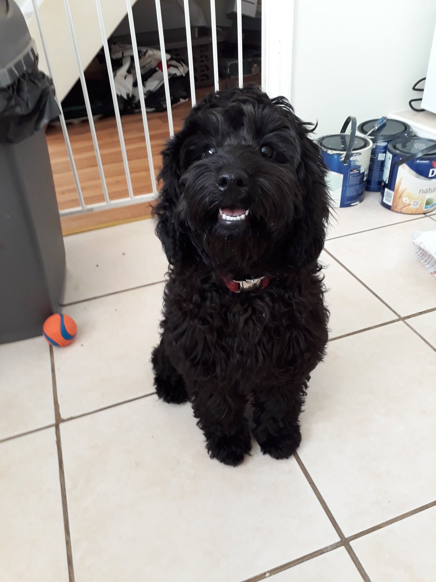 black cavapoo