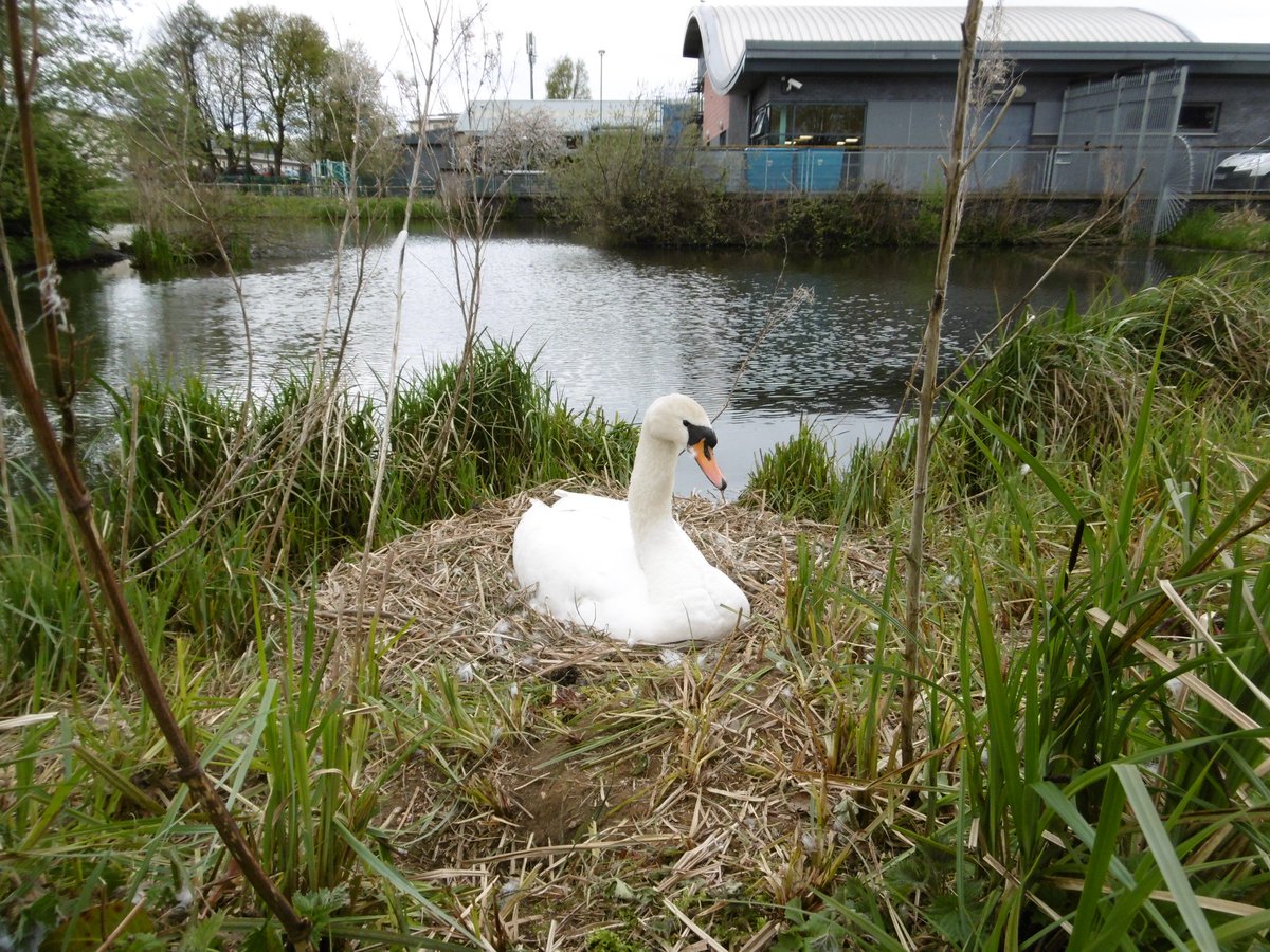 WaterGemsAlba's tweet photo. Our Facebook post https://t.co/hkOvhAHZUW about the #nestingswan at the #lidopool has reached 17,819 people! https://t.co/oB1GZ5uPe8 https://t.co/aAyjdSDaHQ