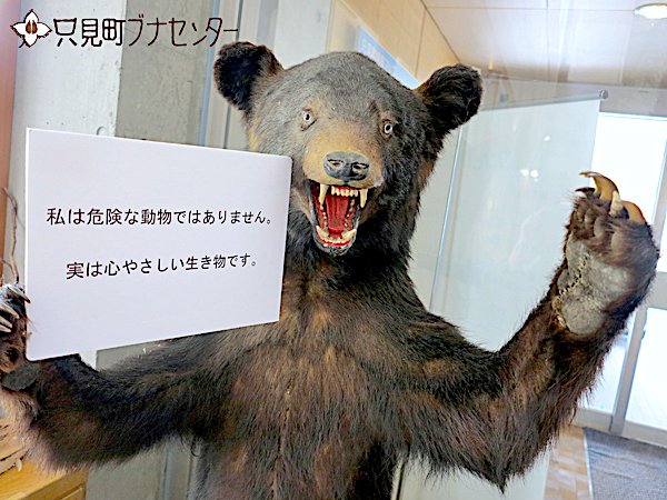 クマの剥製 中山 クマの剥製 中山様専用 - メルカリ