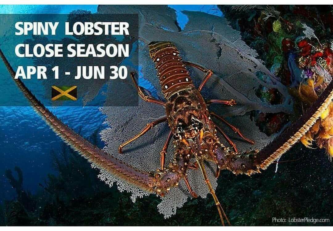 top5jamaica's tweet photo. Closed season on our lobster, tell anyone you see having it now, to allow the creatures to reproduce so they'll be around for years to come https://t.co/AaRNtESwUq