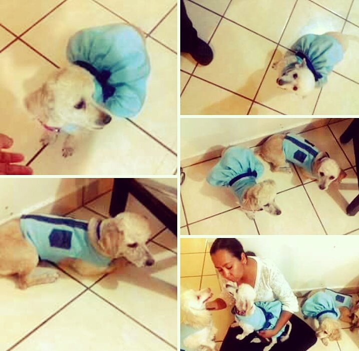 ArmarioMilly's tweet photo. #elarmariodemilly #accesorios #mascota #Todoparamascotas #vestido #chaleco #petlovers #poodle #diseños #todosiguales #familiaperruna https://t.co/cHu7CFoS2v