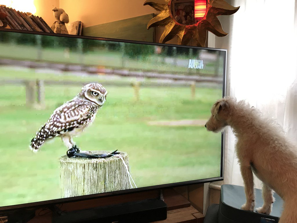 BeThatDog's tweet photo. Dogglebox https://t.co/pL4TyKOgJp https://t.co/1bscLuDeD9