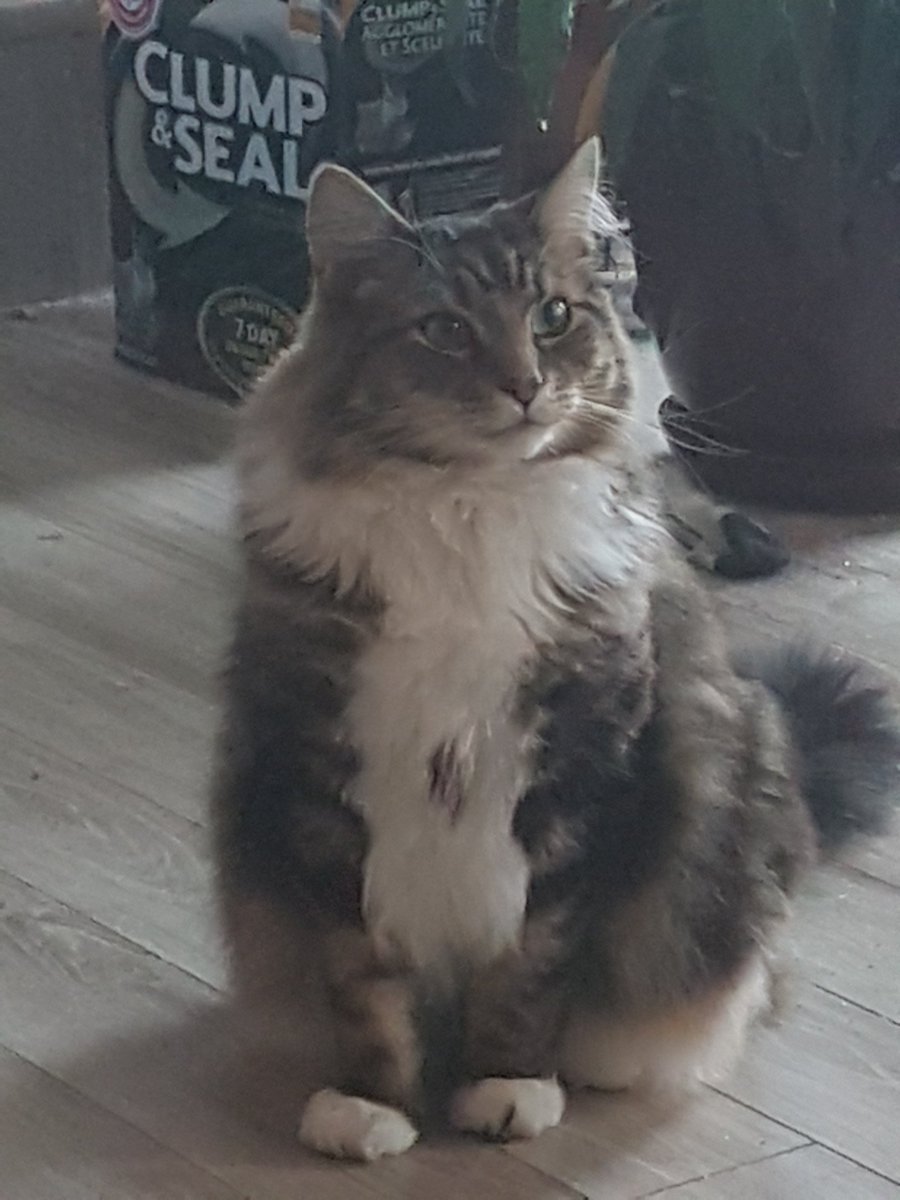 kageera's tweet photo. #Icabod #majesticaf #cat 
Always so majestic... unless you scare him #icabodthecowardly https://t.co/quGVyQb6Ku