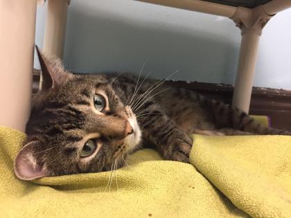 Animal Fund tweet media