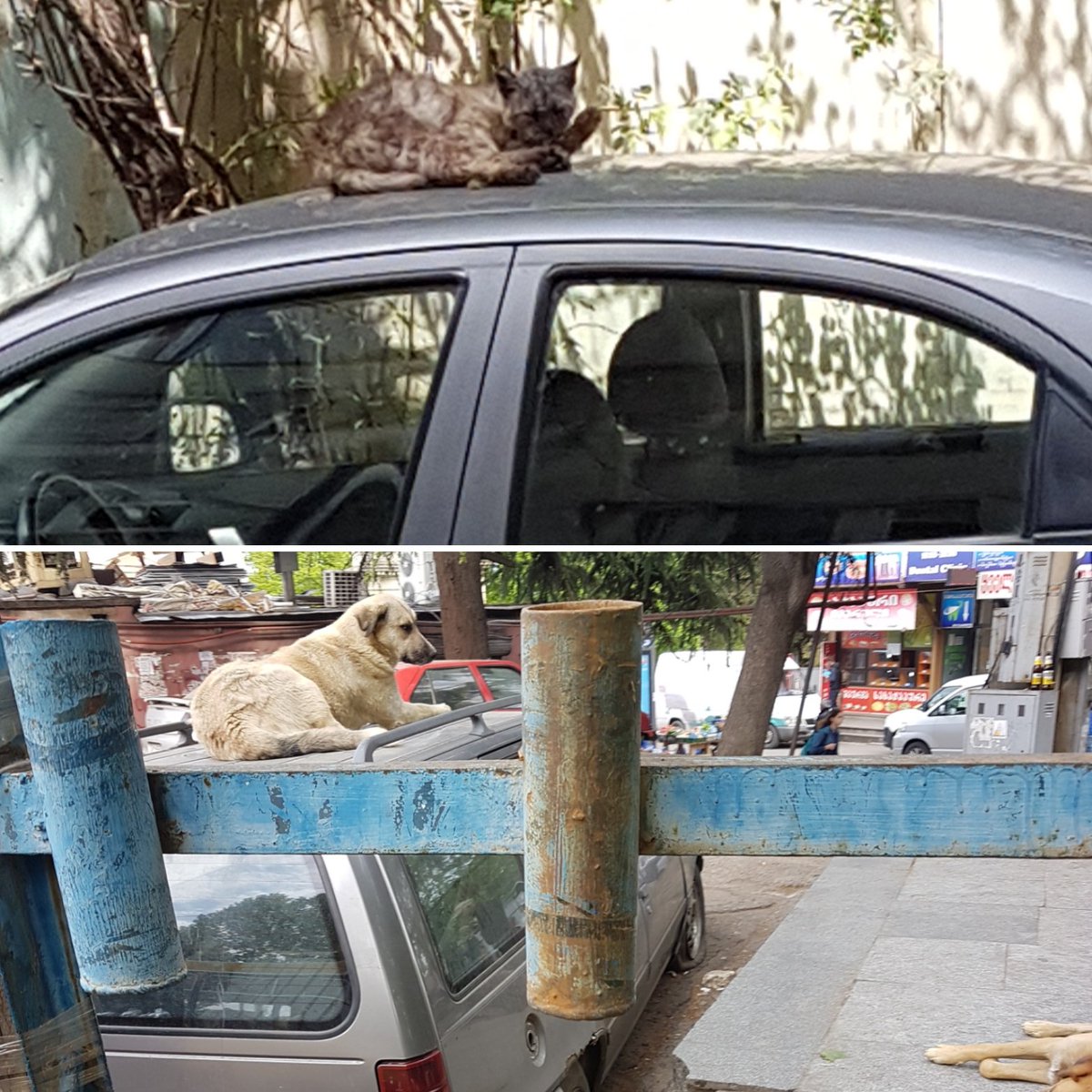 nmikeltadze's tweet image. It's fashionable today in pets world to lay on the roof oc the car 😂😂 One day; 2 different cars and pets.
#modernpets 🐈🐕