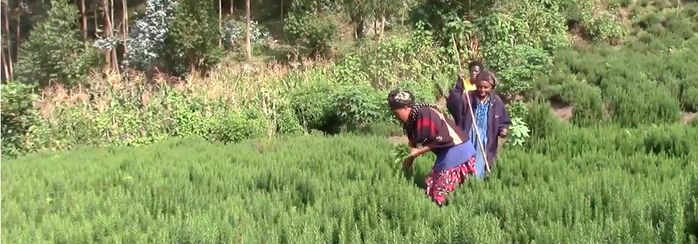 WaffeeOrg's tweet photo. Africa's Indigenous Technology for Rural Women Economic Empowerment. https://t.co/mhJExGVPbl #waffee #women #africa https://t.co/6Wtb8dis0X
