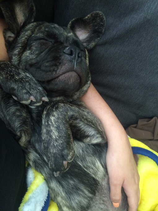 Puppy #cuddles ... Love it #brutus https://t.co/mek2Y2SILo<a href="/tag/cuddles"class="tags">#cuddles</a><a href="/tag/brutus"class="tags">#brutus</a>