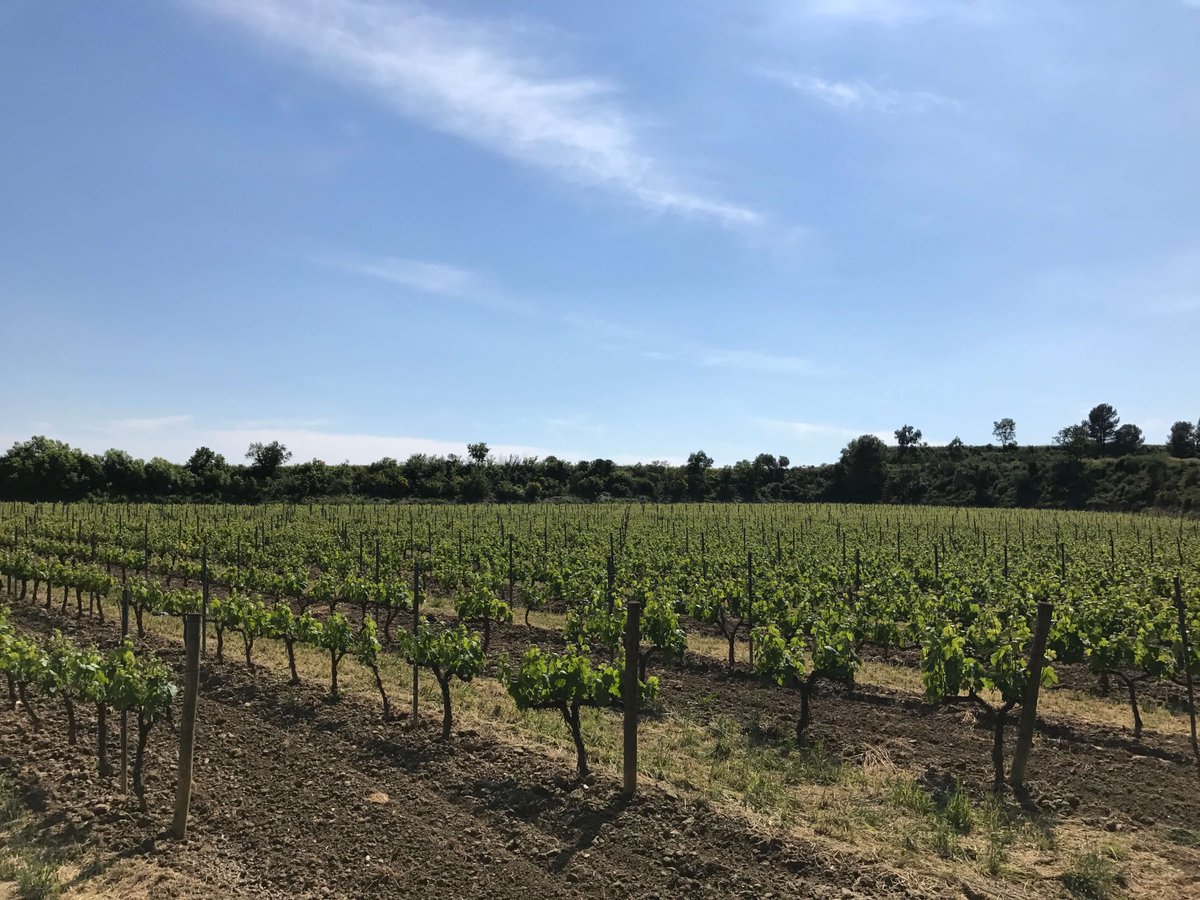 RaventosiBlanc's tweet image. Busquem la màxima #autenticitat i tipicitat en el que fem per això el  somni d'una denominaciógeogràfica Conca del Riu Anoia @RaventosiBlanc