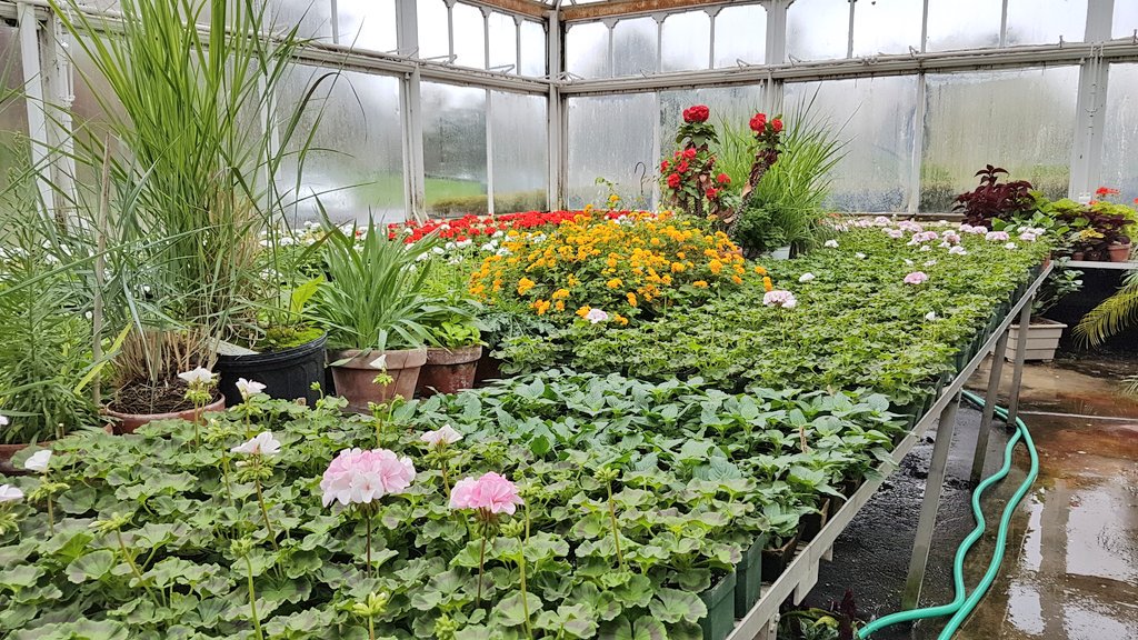 bfloparks's tweet photo. #FunfactFriday: Annually, more than 15,000 plants are grown at the MLK greenhouse for our parks, parkways &amp; circles! https://t.co/0DLOHda6Qk https://t.co/dQsPsCRh14