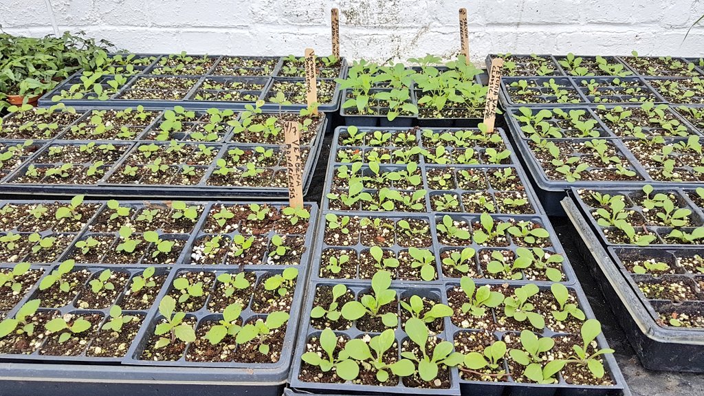 bfloparks's tweet photo. #FunfactFriday: Annually, more than 15,000 plants are grown at the MLK greenhouse for our parks, parkways &amp; circles! https://t.co/0DLOHda6Qk https://t.co/dQsPsCRh14