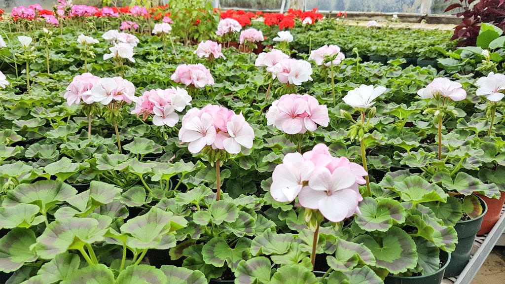 bfloparks's tweet photo. #FunfactFriday: Annually, more than 15,000 plants are grown at the MLK greenhouse for our parks, parkways &amp; circles! https://t.co/0DLOHda6Qk https://t.co/dQsPsCRh14