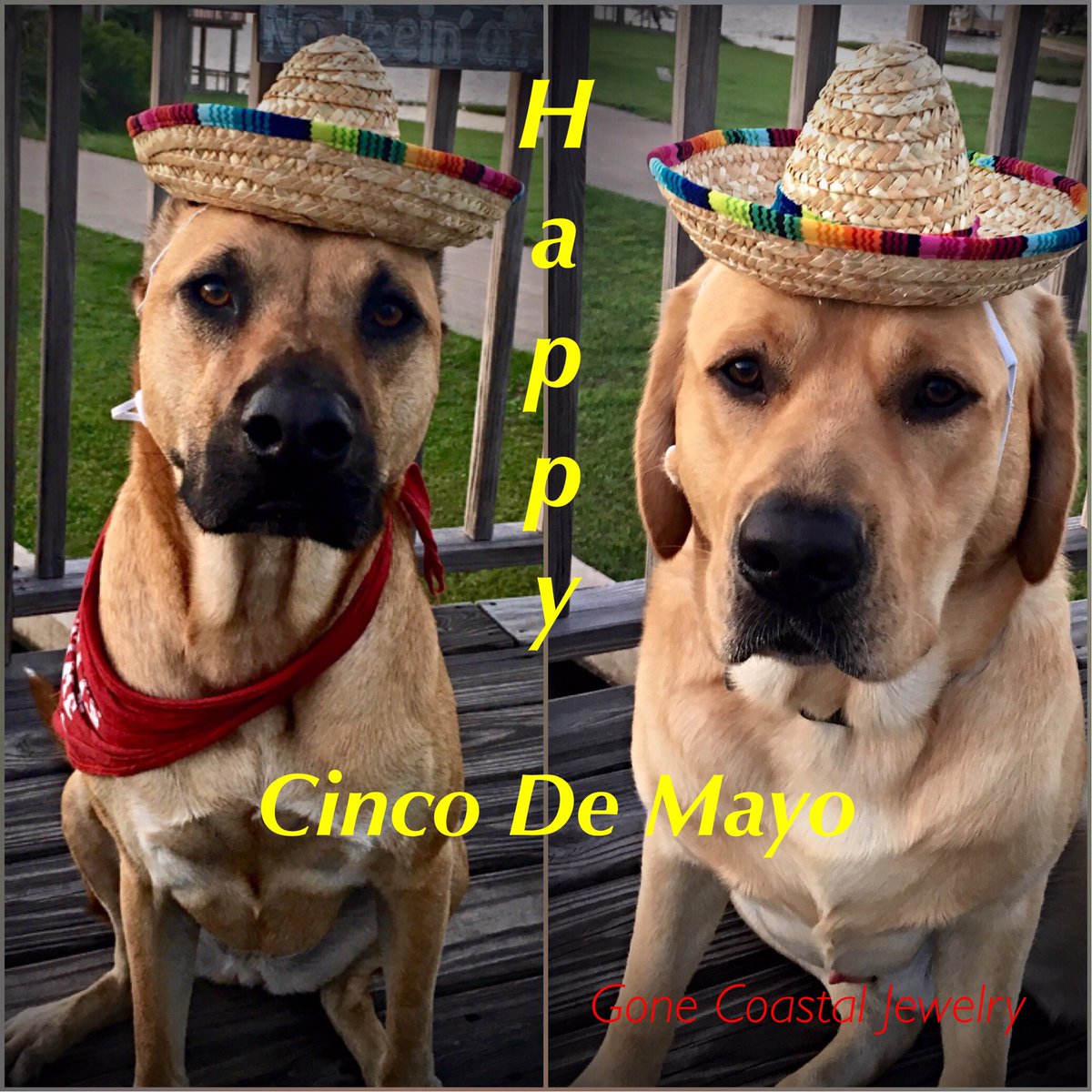 gonecoastal7's tweet photo. Feliz Cinco De Mayo #cincodemayo #cincodemayofun #felizecincodemayo #happycincomayo #bmc #blackmouthcur #summer #lab #labrador #destin https://t.co/ejAwXpWqDc