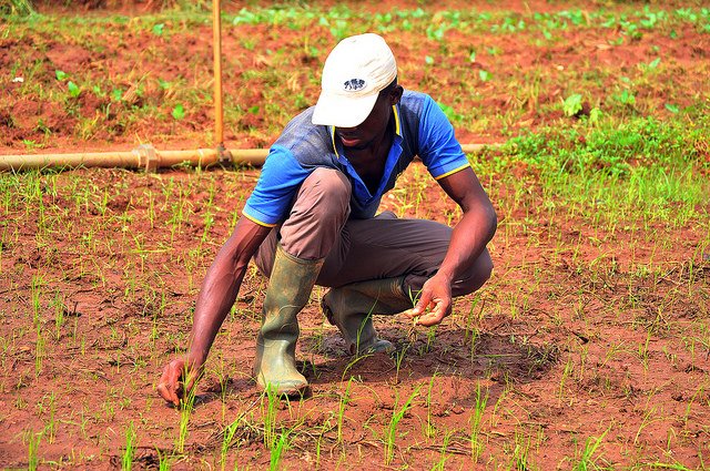 #AfDB to celebrate young #African #Agripreneurs at #AfDBAM2017 in #India bit.ly/2q70biu #FarmingIsCool #FeedAfrica