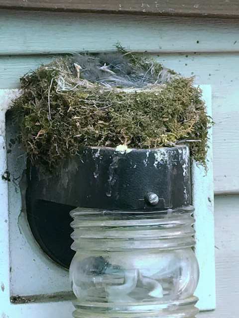 Welcome Baby Carolina Wrens! Every Year Mom makes a nest on our back porch light!! ow.ly/HO9z30btgQ9