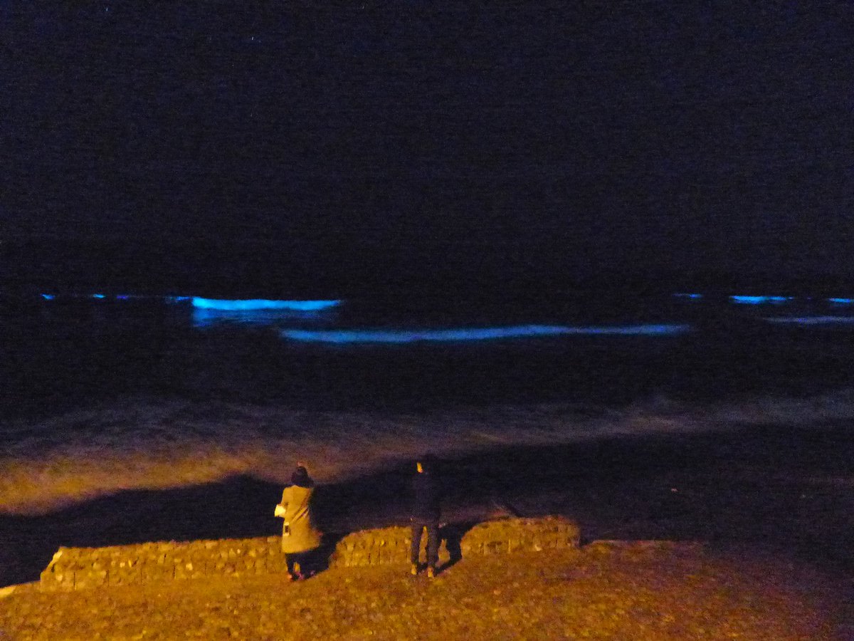 あひる 稲村ヶ崎で夜光虫 W 湘南 赤潮 夜光虫 夜景 江ノ島 鎌倉