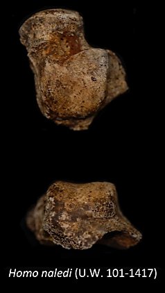 sam__cronin's tweet photo. UW 101-1417 The head to neck orientation of this H. naledi adult right talus shows high torsion, a human like trait #FossilFriday https://t.co/QAFUZQQpyK
